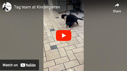 puppy kindergarten video