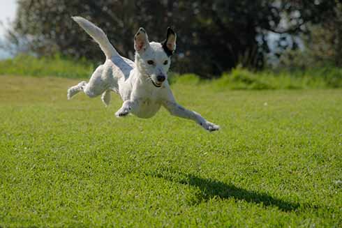 running dog