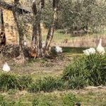 Fowl in Tuscany – Happy, Not Crowded, Not Factory