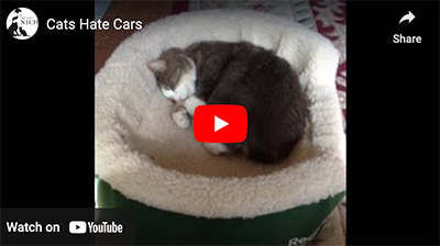 cats hate cars
