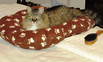Kitty Girl Bed