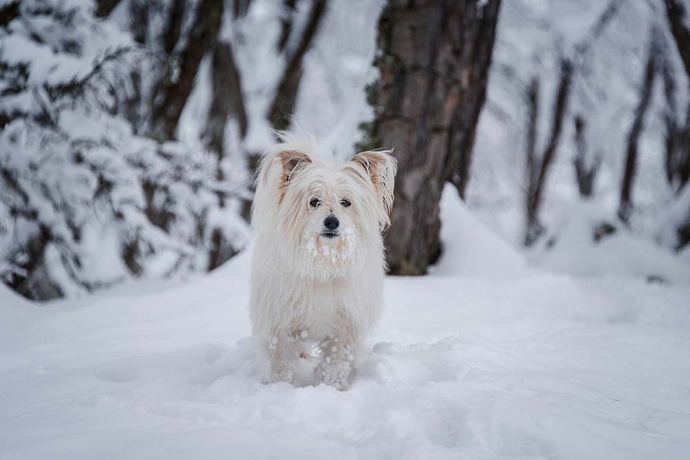 dog in snow