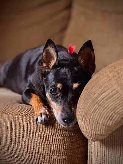 dog on furniture