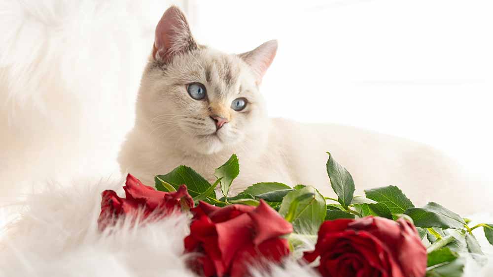 cat with roses