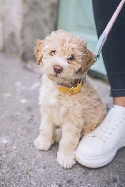 puppy on a leash