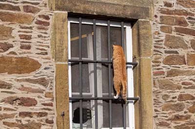 Cat on a window