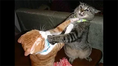 cats fighting