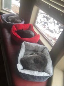 cats in cat beds