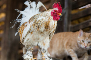 cat and chicken