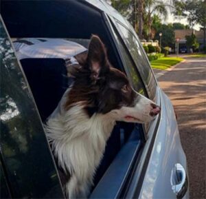 dog riding in car