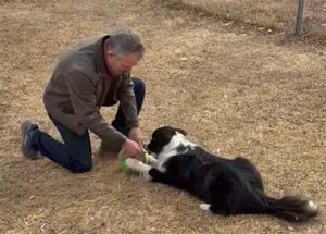 getting toys from a playful dog