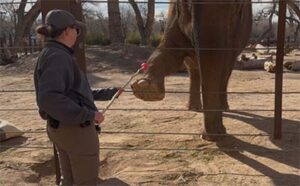 woman training elephant