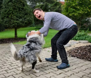 dog