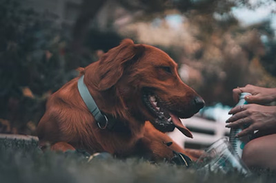 dog