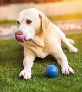 puppy
