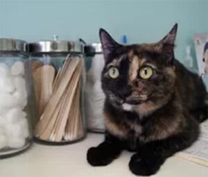 cat at the clinic