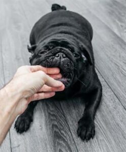 dog