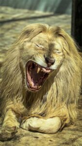 lion