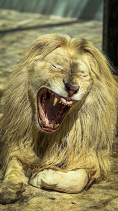 lion