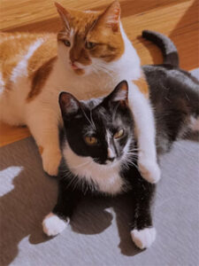 two cats