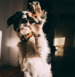 dog