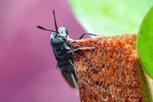 insect
