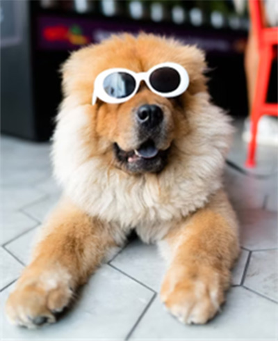 dog in sunglasses