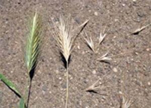 foxtails