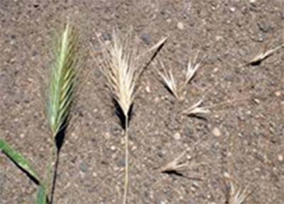 foxtails