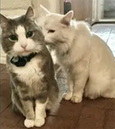 kitties