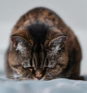 kitty
