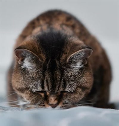 kitty