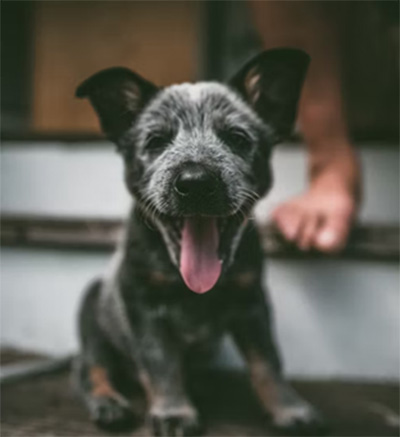 puppy