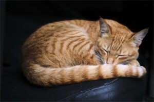 cat sleeping
