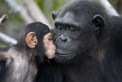 chimps