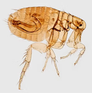 tick and flea prevention