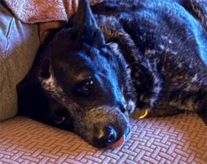 cattle dog
