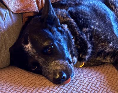 cattle dog