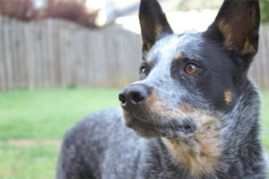 cattle dog