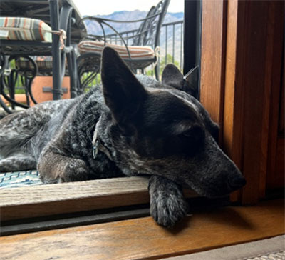 dog at home