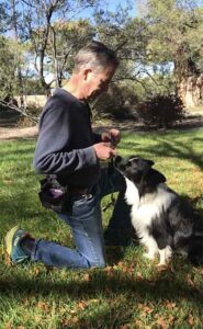 dog training