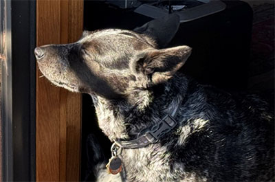 heeler