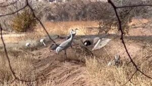 sandhill cranes