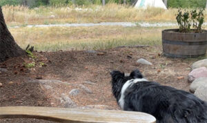 squirrel stalking