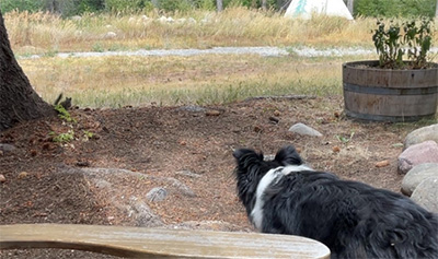 squirrel stalking