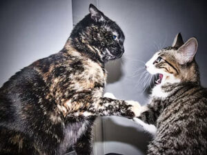 cats fighting