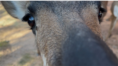 pronghorn