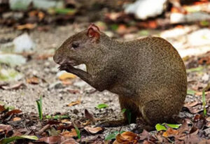 agouti