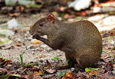 agouti