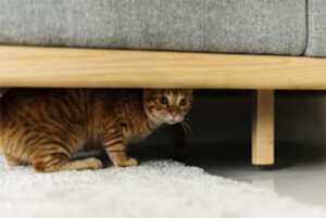 cat hiding